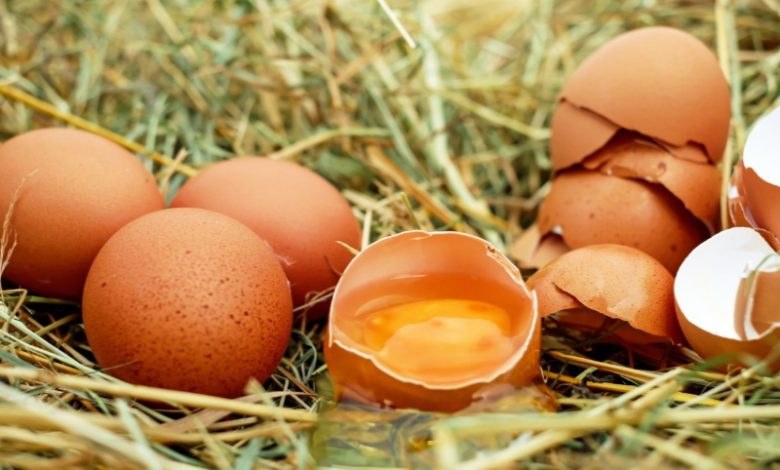 hukum mengonsumsi telur dari ayam yang sudah mati